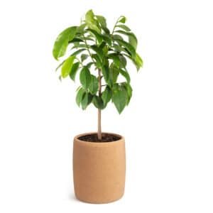 Urne écologique biodégradable