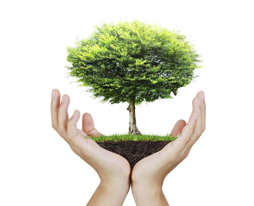 Biodegradable Tree Urn for animals – PET