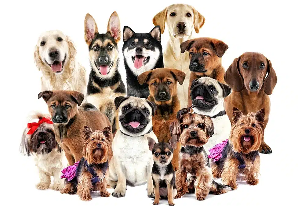 Urns for dogs, which model to choose?