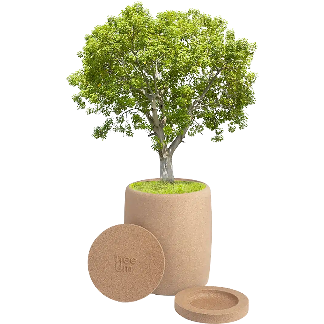 Biodegradable Funeral Urn that Transforms ashes into a Tree