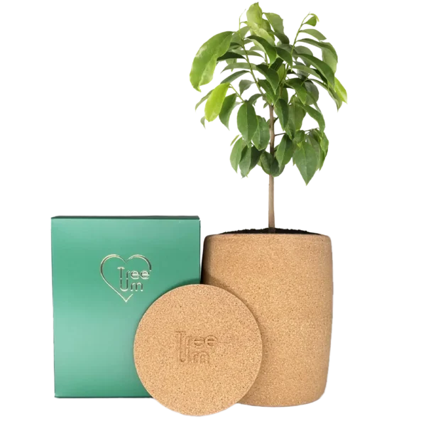 Tree urn s with tree