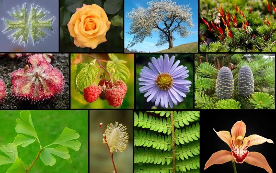 What is a plant? Based on Mancuso Stefano’s work