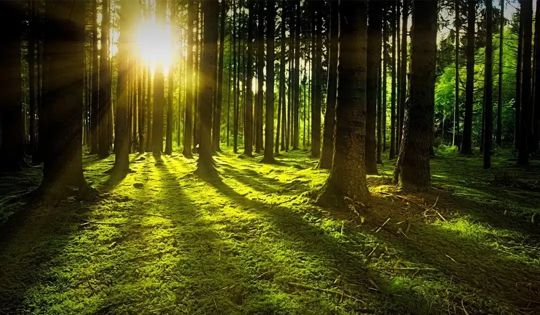Memorial Forests and Green Funeral Gardens – Giving Life Back to Death