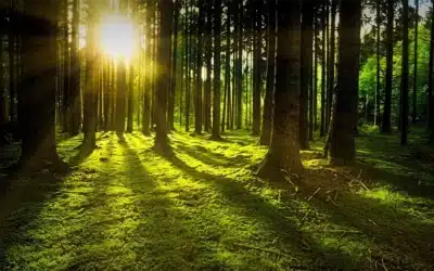 Memorial Forests and Green Funeral Gardens – Giving Life Back to Death