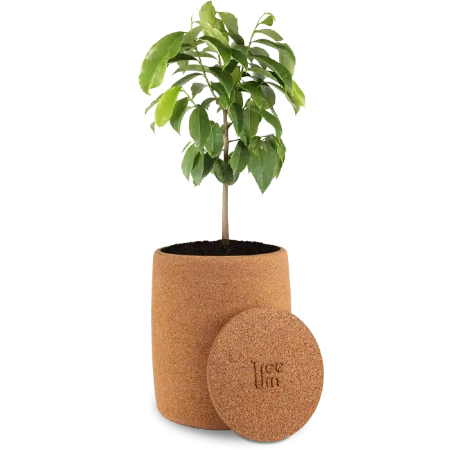 Sapling in the urn