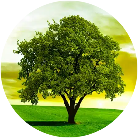 Tree in the landscape 