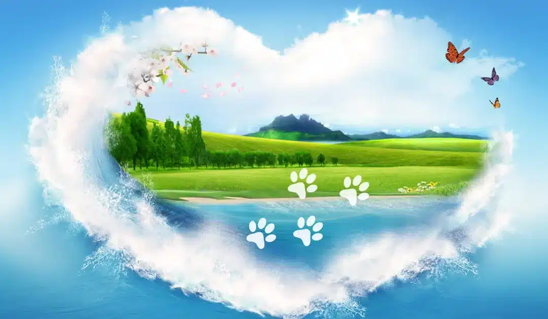 What to do with pet ashes after cremation ?