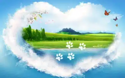 Pet Cremation: Understanding the Process and Choosing How to Store the Ashes