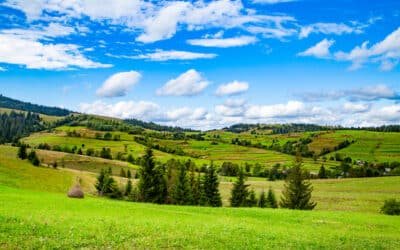 Tree Urn: An Ecological Urn, Deeply Human