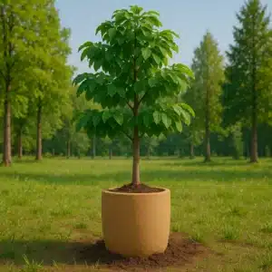 Ficus, planted in a cork funeral urn, lightly buried in a green clearing, dotted with various and varied trees