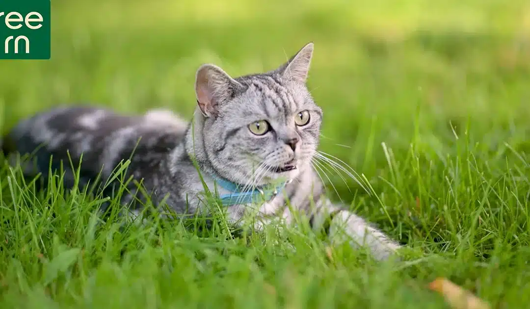 Cat Urn: BUYING GUIDE and 5 Tips to Choose the Perfect Tribute