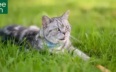 Cat Urn: BUYING GUIDE and 5 Tips to Choose the Perfect Tribute