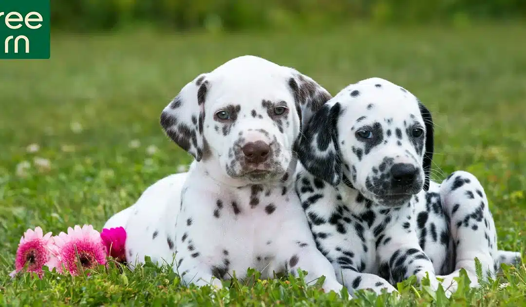 Dog Urn: BUYING GUIDE and 5 Tips to Choose the Best Tribute