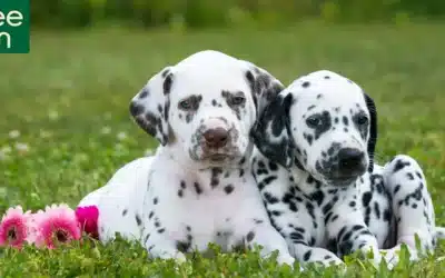 Dog Urn: BUYING GUIDE and 5 Tips to Choose the Best Tribute