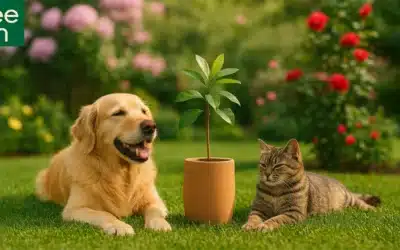PET Urns – A Loving Tribute to Your Beloved Companion