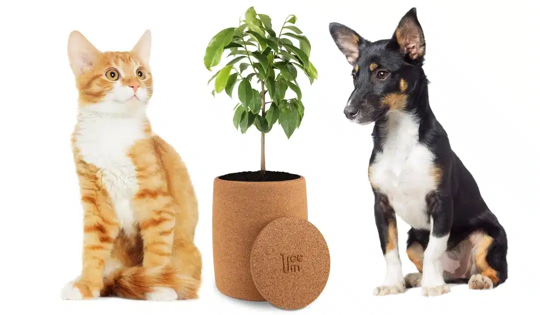 Tier-Gedenkurnen – Würdevoll, ökologisch, einzigartig