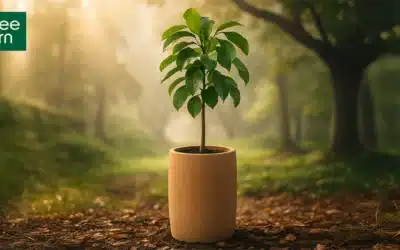 Tree Urn: a natural and meaningful way to scatter ashes