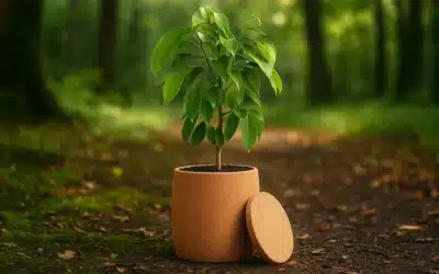 The biodegradable and compostable funeral urn that brings life to death