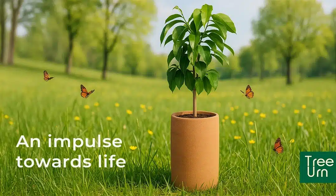 Urns: New funeral trends and Eco-Friendly Innovations