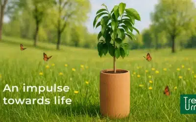 Urns: New funeral trends and Eco-Friendly Innovations
