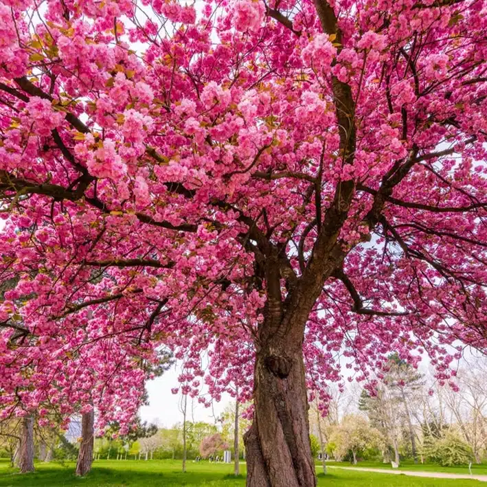 Japan cherry blossom