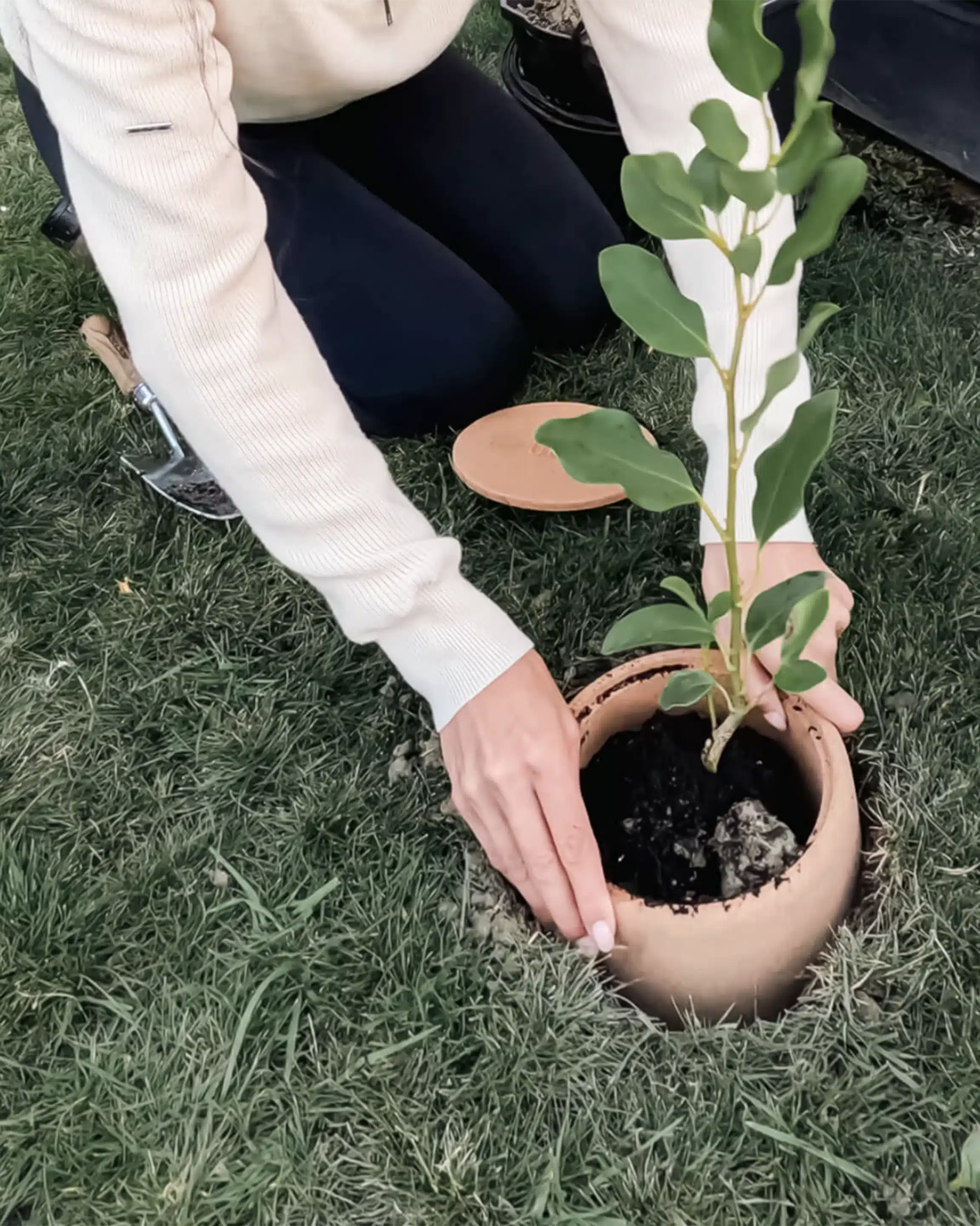 Plant The Biodegradable tree urn in the ground 
