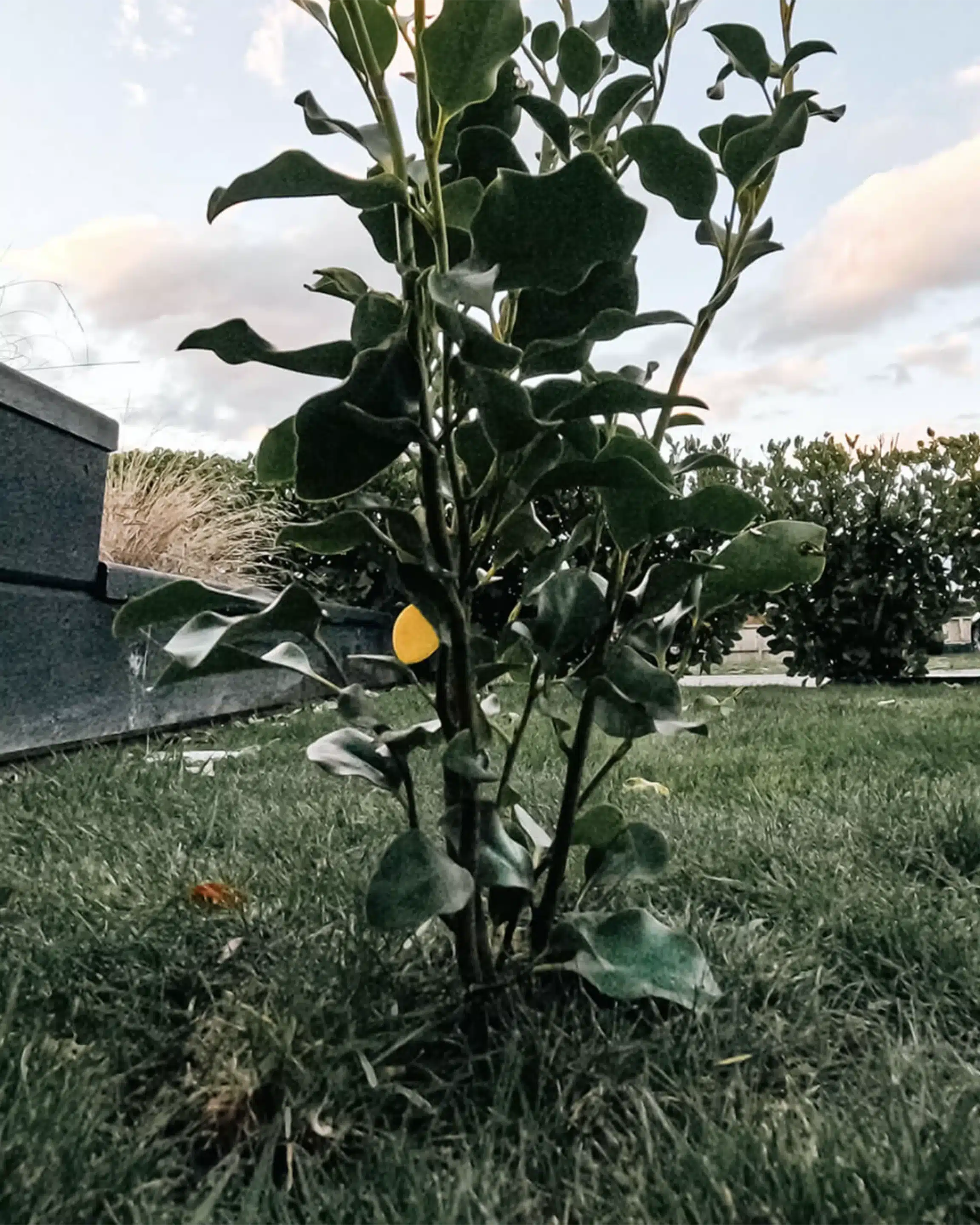 The Tree growing in the Urn