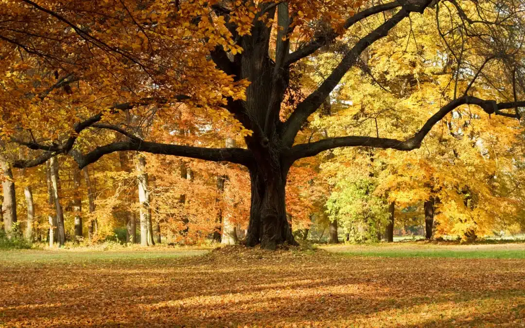 Urn & Scattering Regulations in USA & Canada