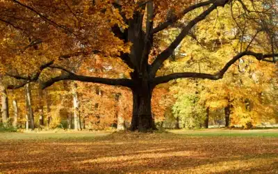 Urn & Scattering Regulations in USA & Canada