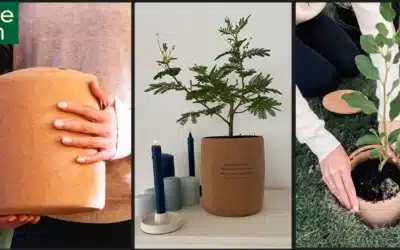 Tree Urn: A Psychological Tool to Process Grief and Mourning