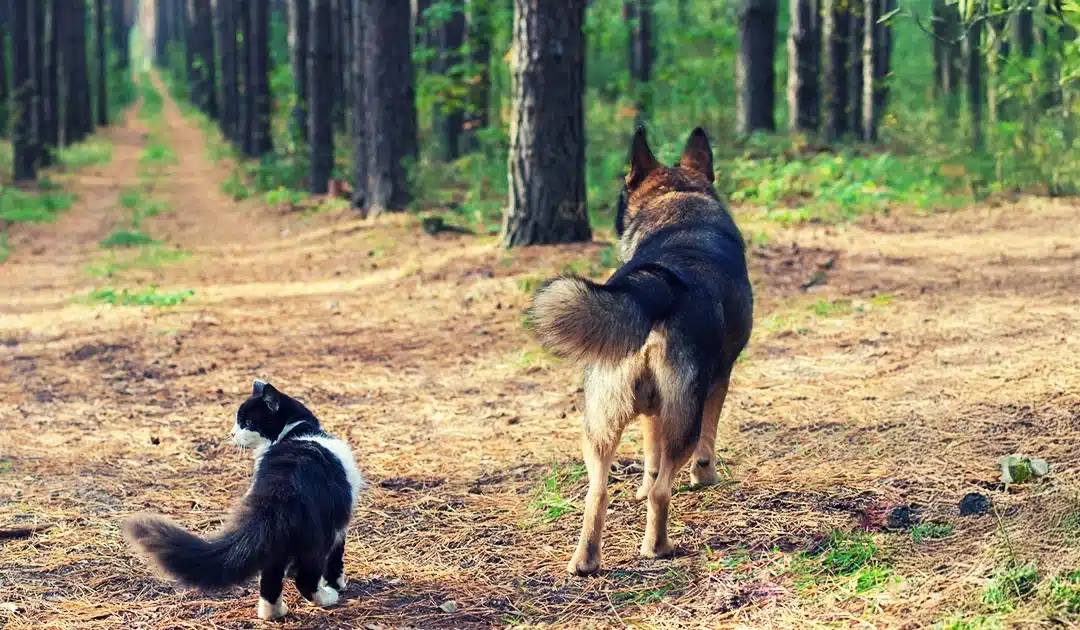 Animal Cremation Urn: How to Choose the Perfect Urn for Ashes