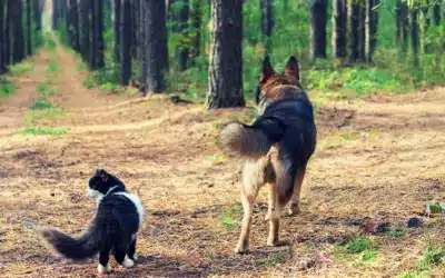 Animal Cremation Urn: How to Choose the Perfect Urn for Ashes