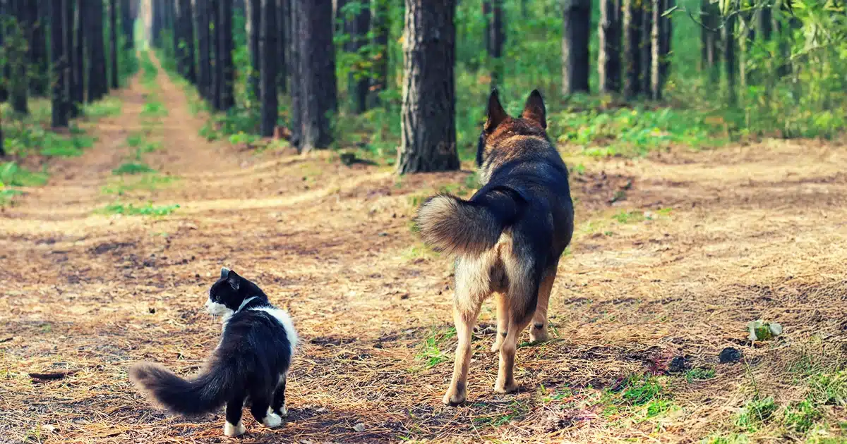 Animal Cremation Urn – Choose the Right solution -Tree Urn Animal Cremation Urn – Choose the Right solution Tree Urn