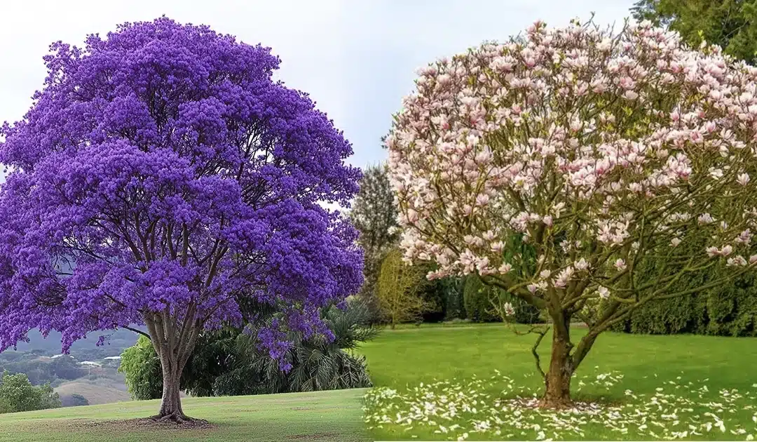 Biodegradable Urn with Sapling — Cost, Meaning, Choice & Guide