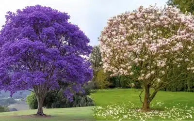 Biodegradable Urn with Sapling — Cost, Meaning, Choice & Guide