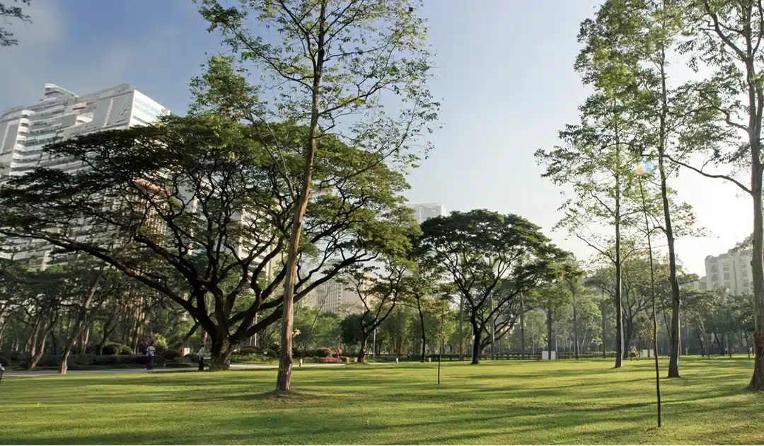 Buy Biodegradable Urn to Plant Tree – A Complete Guide Before You Order