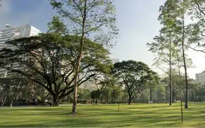 Buy Biodegradable Urn to Plant Tree – A Complete Guide Before You Order