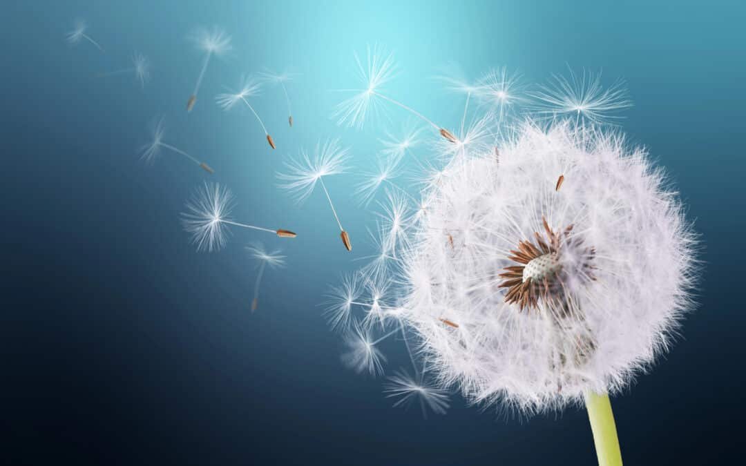 Where Can I Legally Scatter Ashes? guide and laws