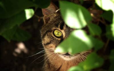 Um memorial vivo para o seu gato: urna biodegradável personalizada