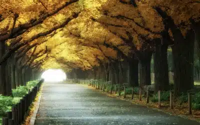 Understanding Cremation in 2026: Process, Duration, and Ash Volume Facts