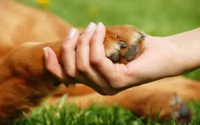Affordable Pet Funeral Urns for a Respectful Farewell