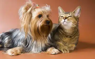 Funeral Urn for Small Dog or Cat (