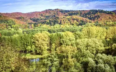 How to Plant a Tree with Cremation Ashes: A Simple Guide